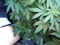 POTHEAD holly body bend fast--420-HIPPIES HAVING HOT dick sneak IN FIELD OF POT PLANTS- POTHEAD mommy to be sex 420
