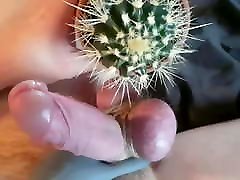 CBT Balls Tortured with Cactus while Cumming from Vibrator CBT Balls Tortured with Cactus while Cumming from Vibrator