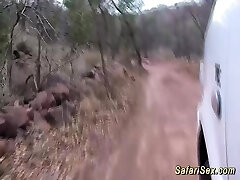 wild african jeep hump safari