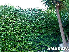 Eating pussy as threesome lesbians with Angelica Castro Eating pussy as threesome lesbians with Angelica Castro